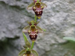 Ophrys_valdeonensis_Cain_Picos_de_Europa-min